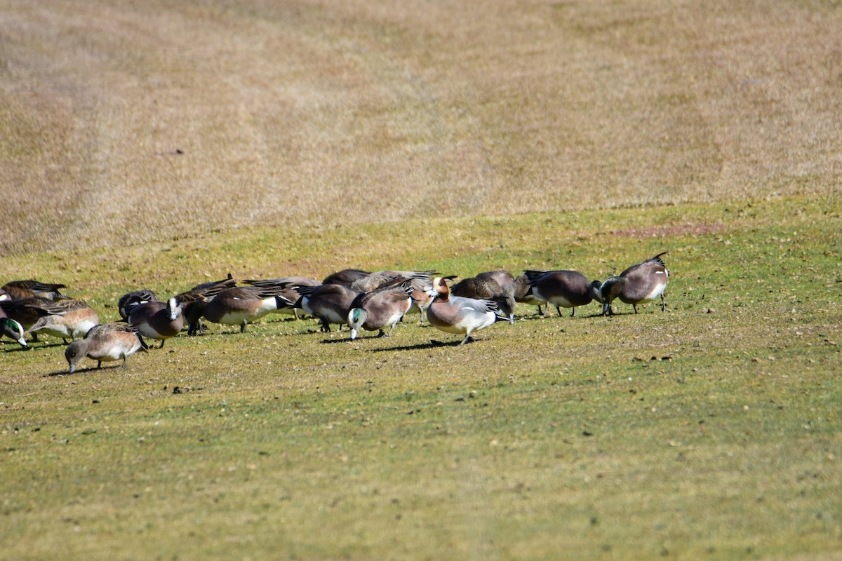 Eurasian Wigeon - ML615423309