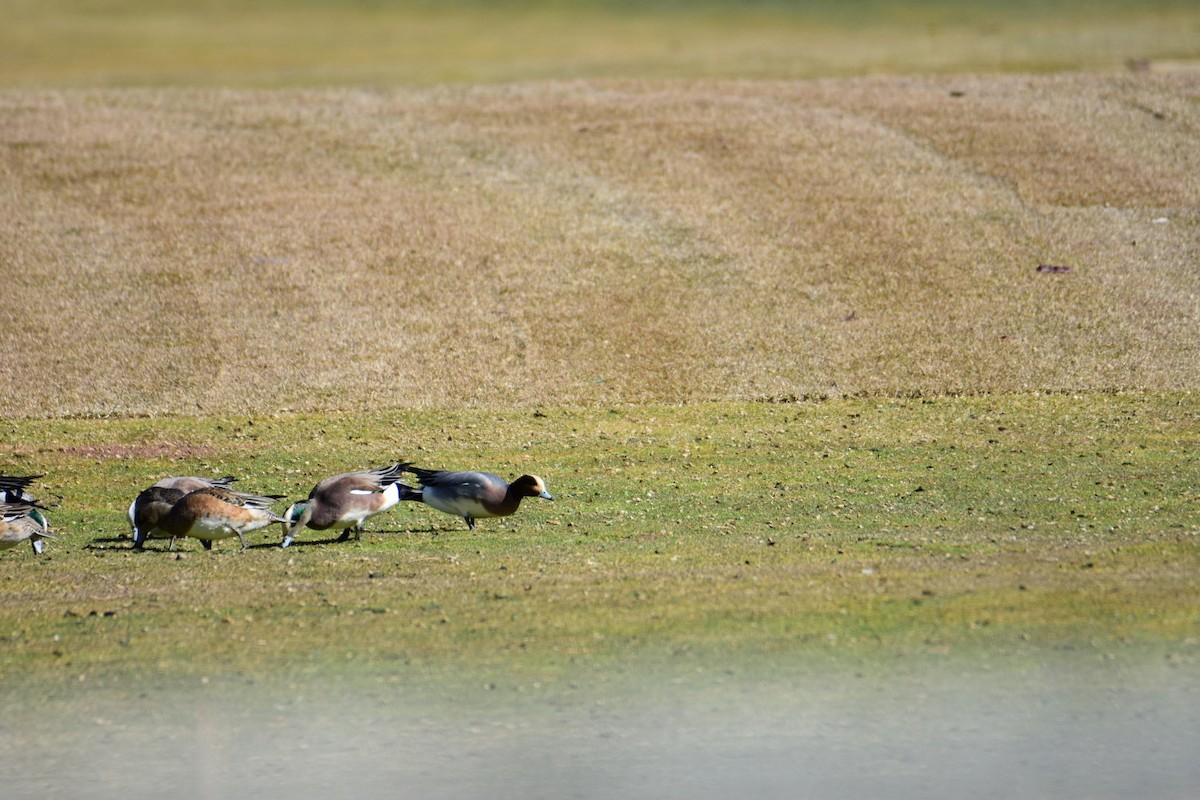 Eurasian Wigeon - ML615423310