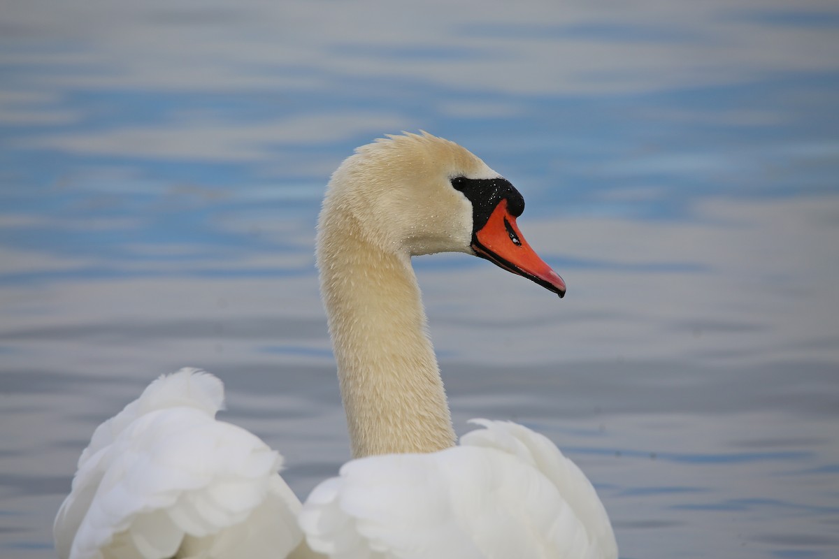 Mute Swan - ML615423316