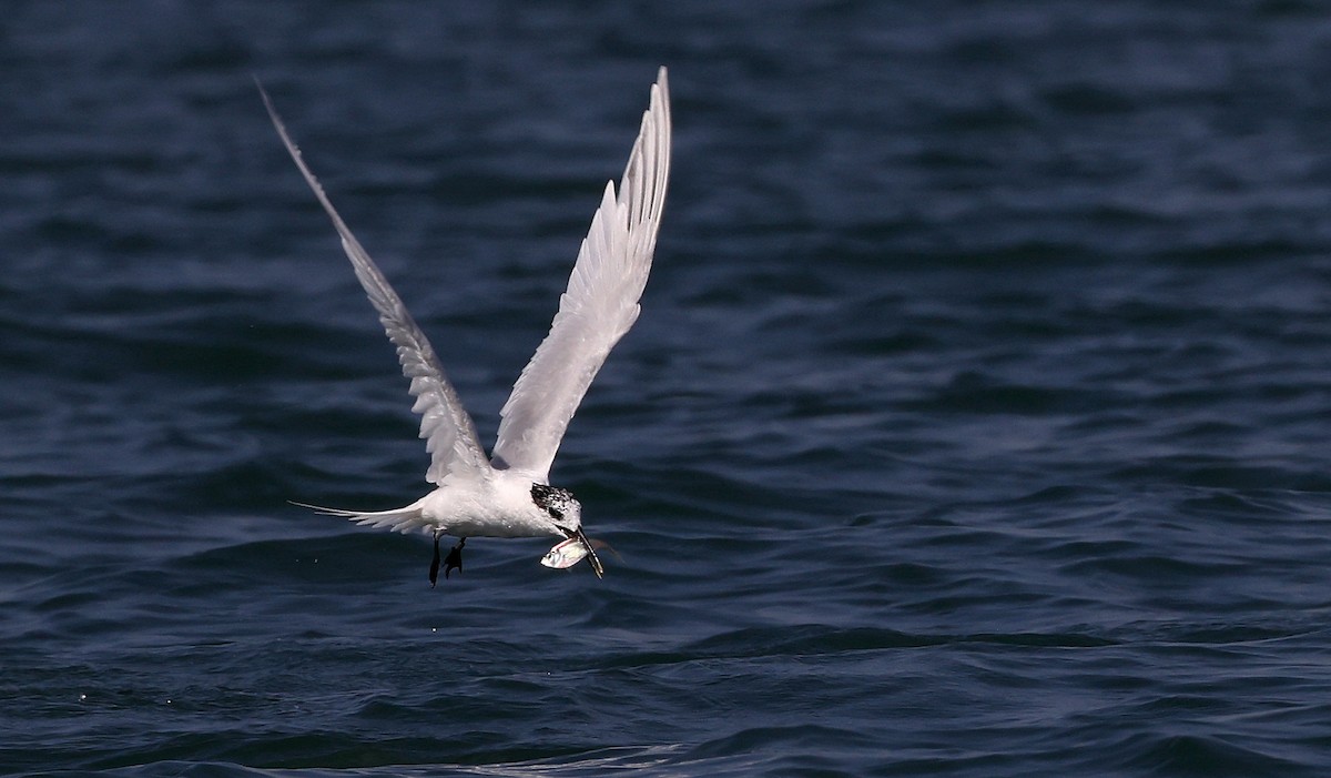 Sandwich Tern - Patrick MONNEY