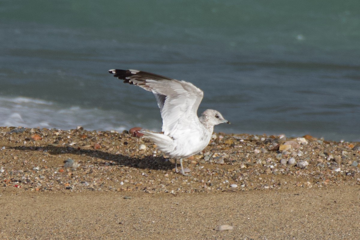 Common Gull - ML615423373