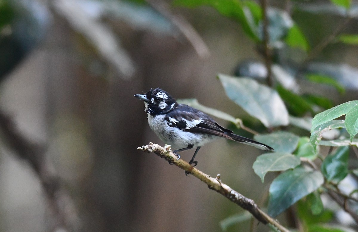 White-eared Monarch - ML615423383