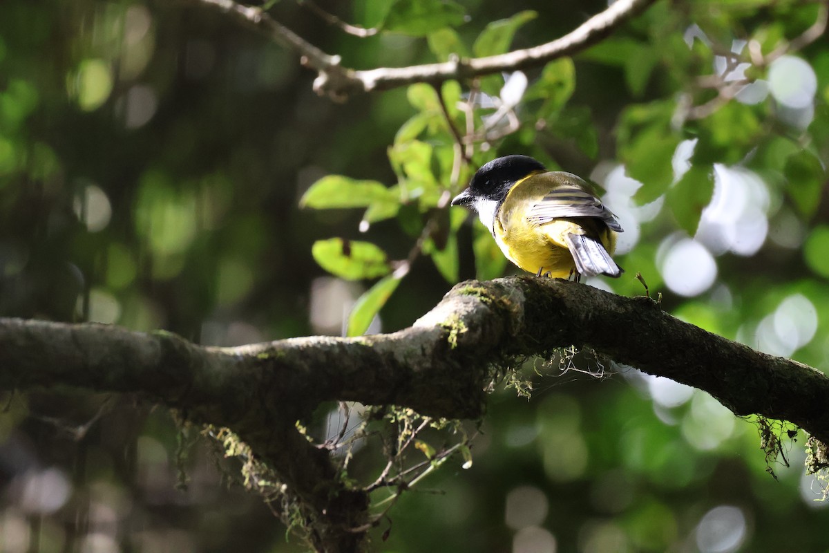 Golden Whistler - ML615423396