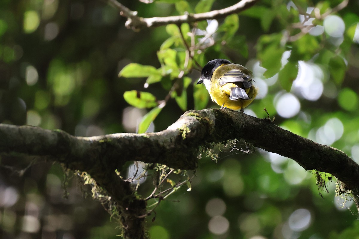 Golden Whistler - ML615423398