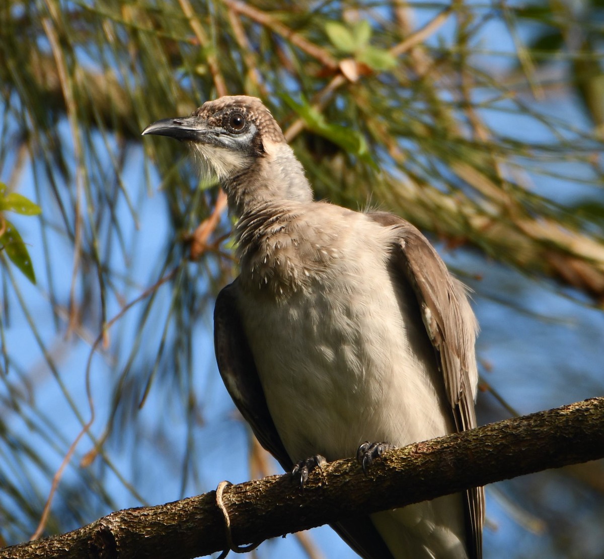 Little Friarbird - ML615423401