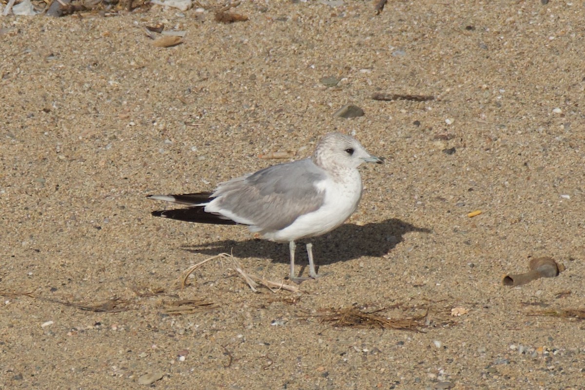 Common Gull - ML615423404