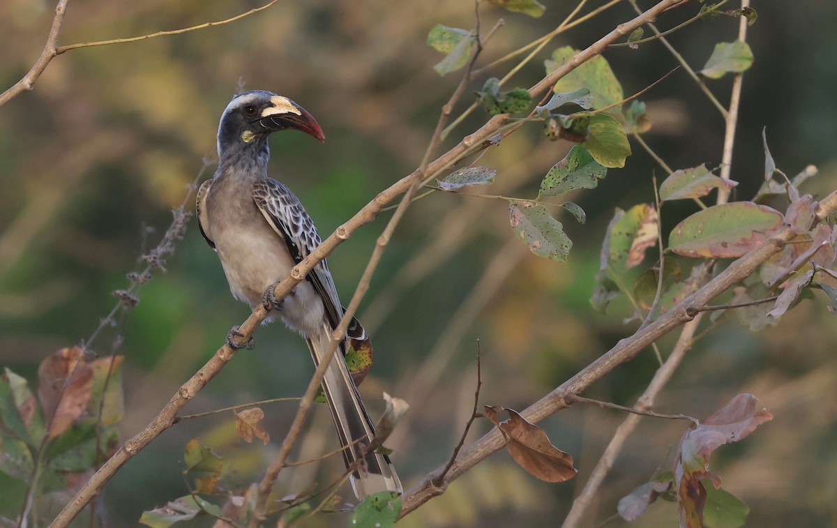 African Gray Hornbill - ML615423417