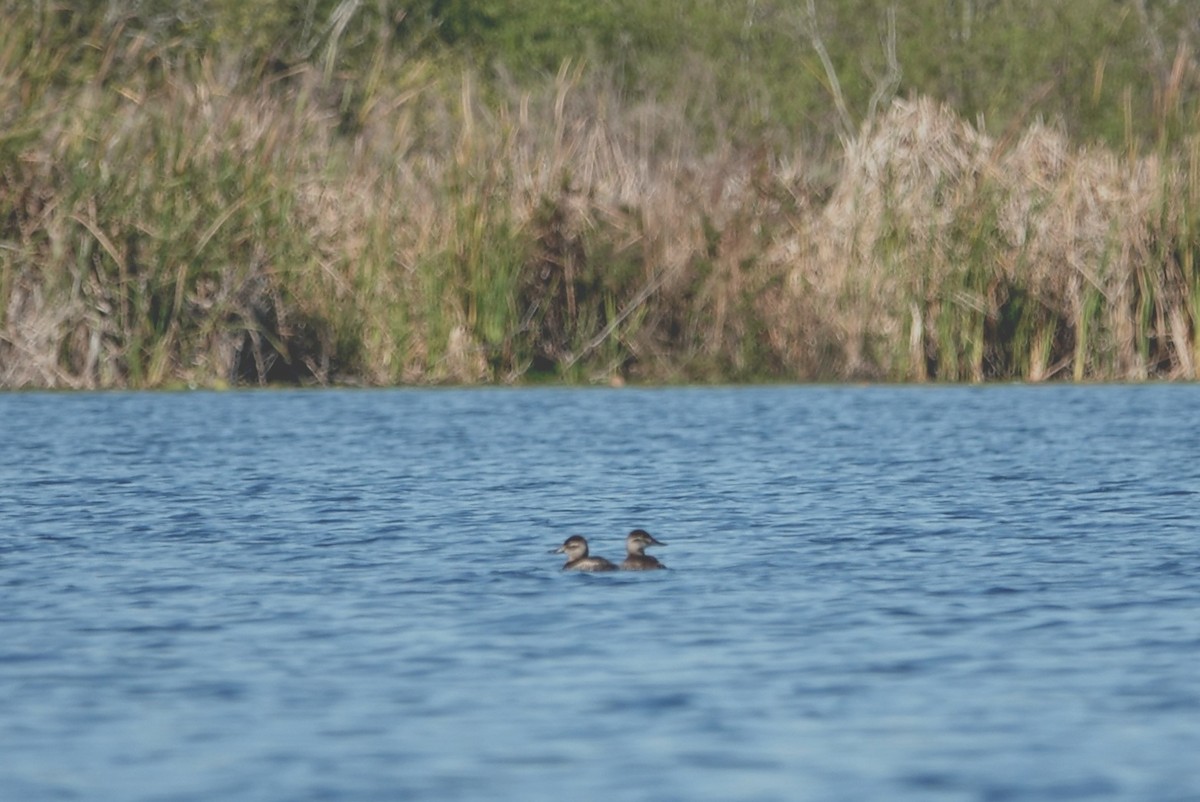 Ruddy Duck - ML615423435