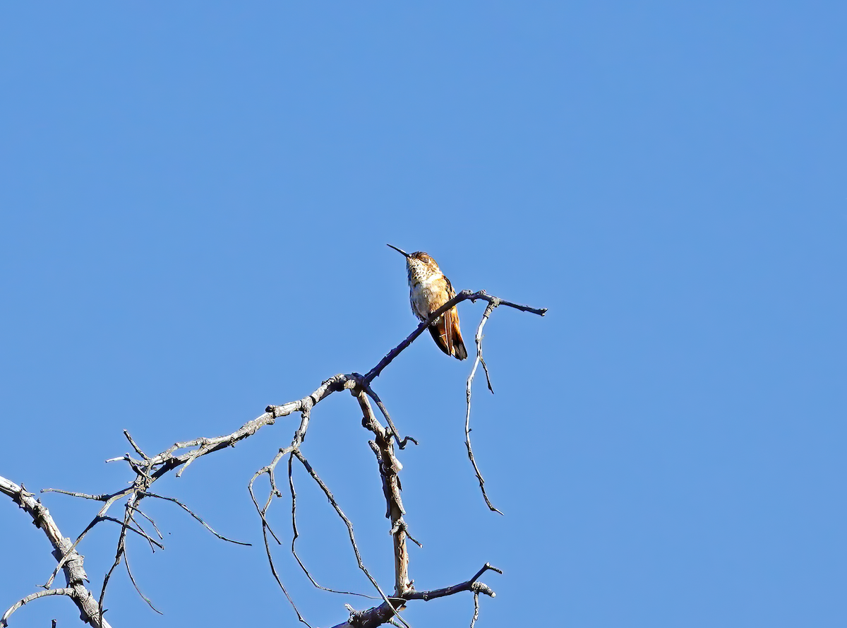 kalypta Allenova - ML615423436