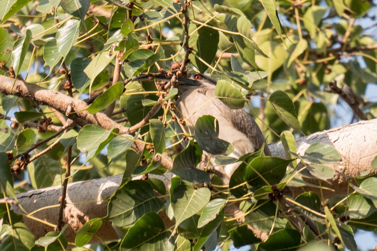 Black-crowned Night Heron - ML615423452