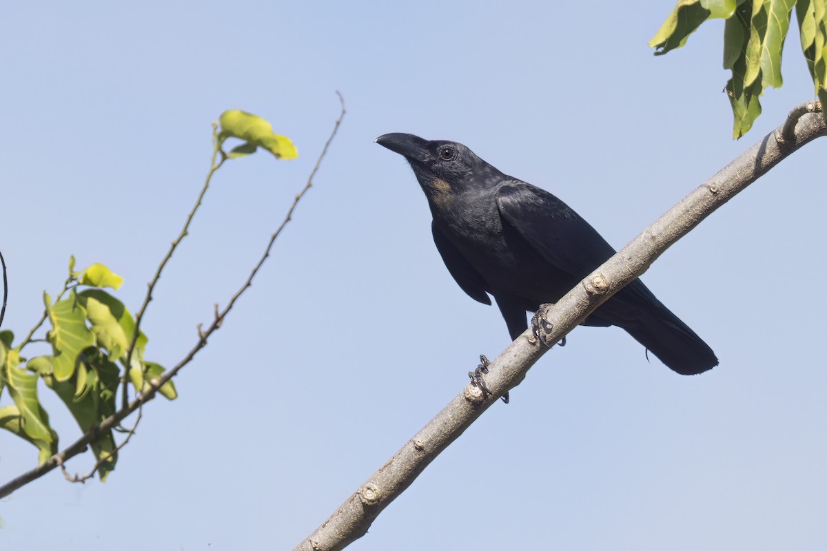 Slender-billed Crow - Marco Valentini