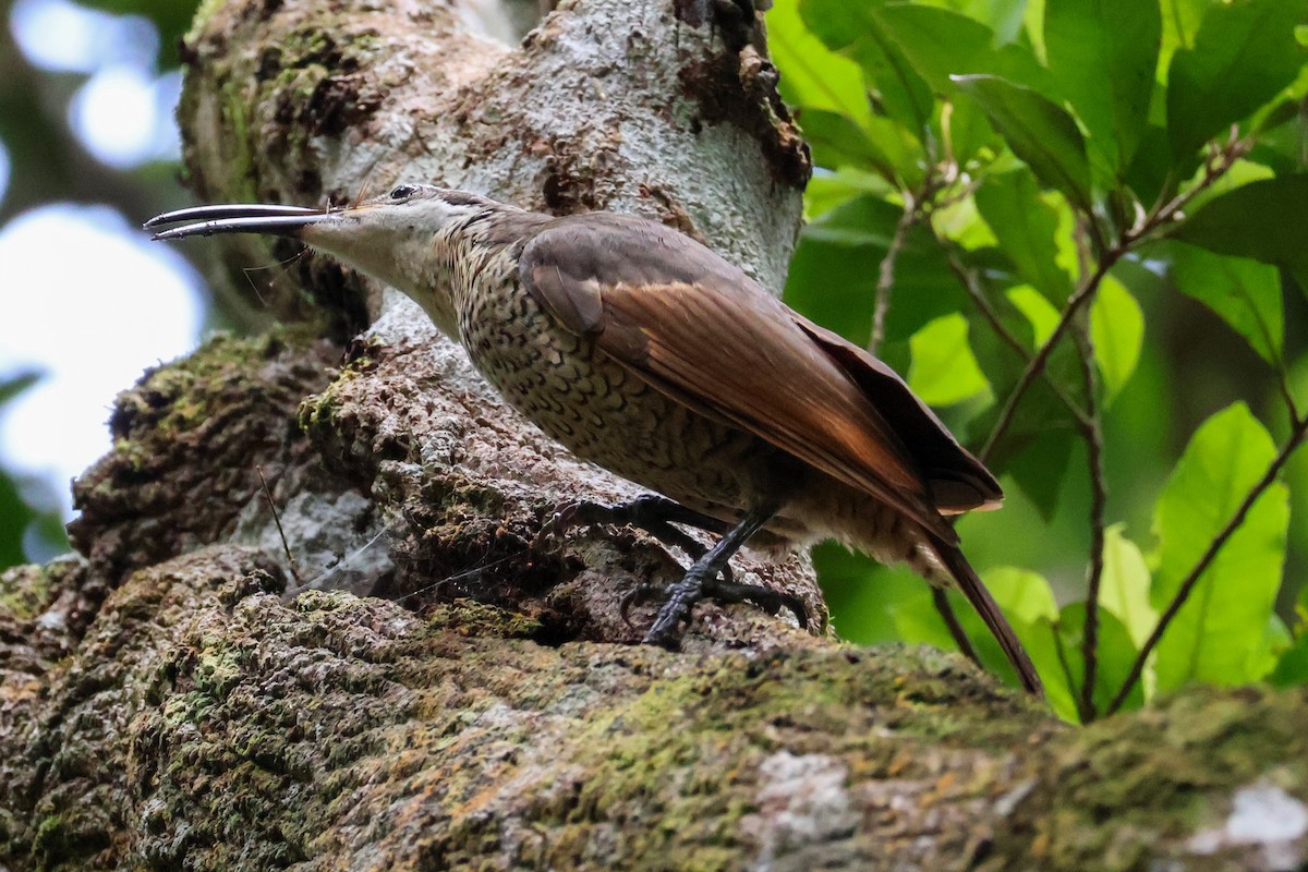 Paradise Riflebird - ML615423485