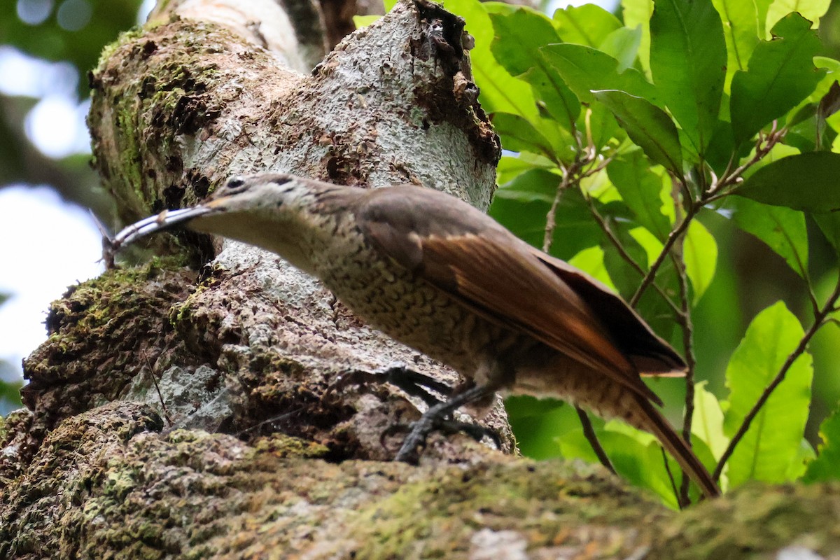 Paradise Riflebird - ML615423487