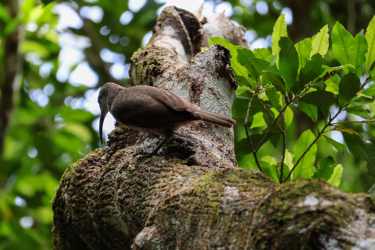 Paradise Riflebird - ML615423491