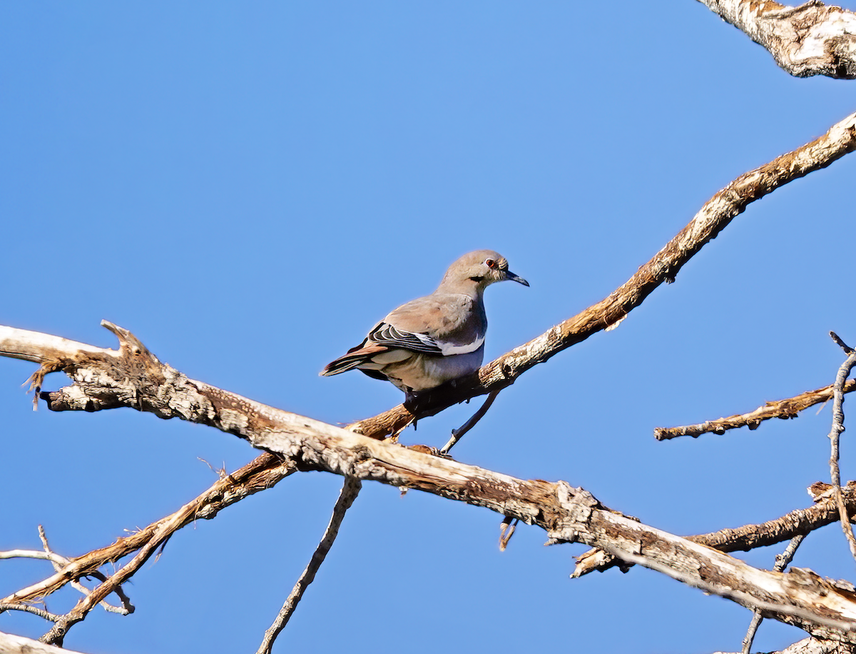 Weißflügeltaube - ML615423500