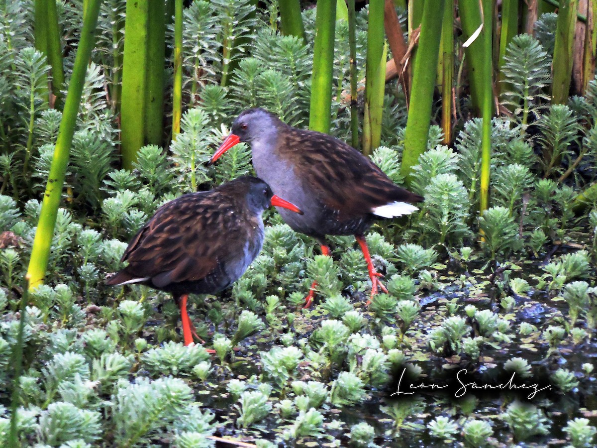 Bogota Rail - ML615423517