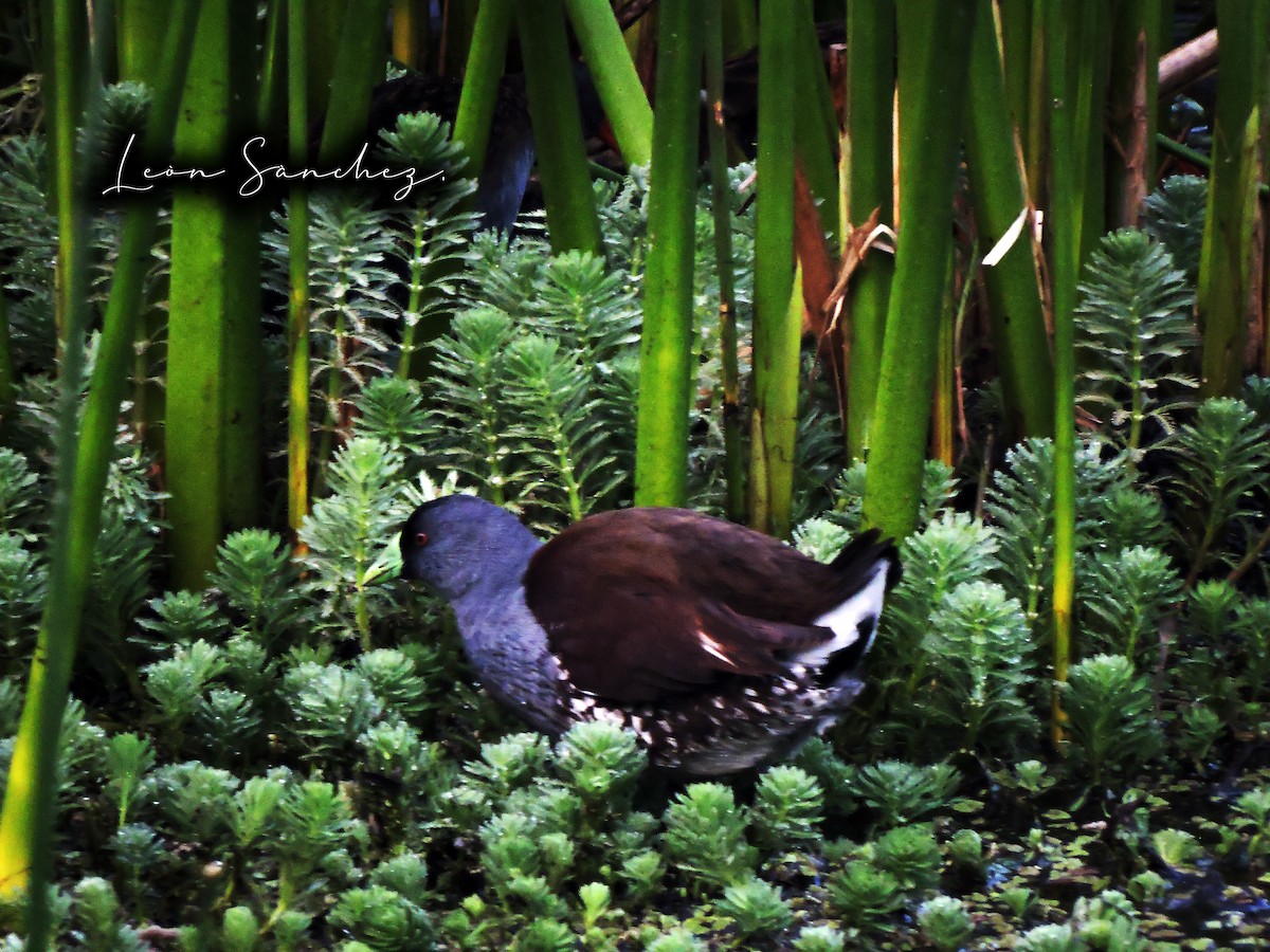 Spot-flanked Gallinule - ML615423522