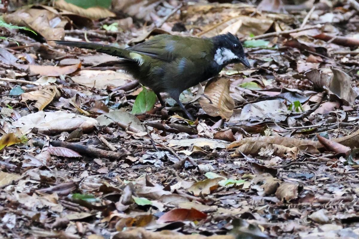 Eastern Whipbird - ML615423539