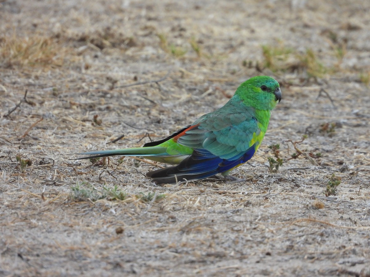 Red-rumped Parrot - ML615423607