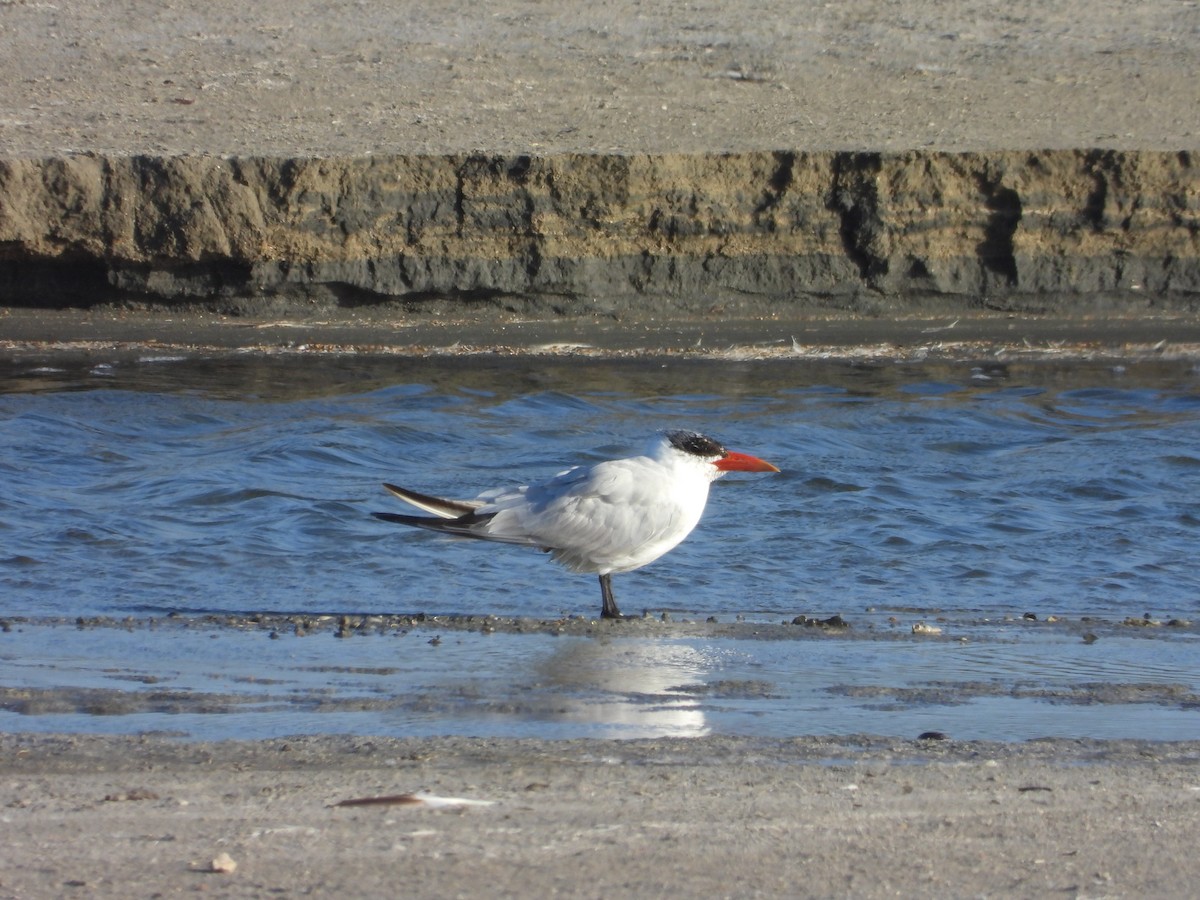 Caspian Tern - ML615423610