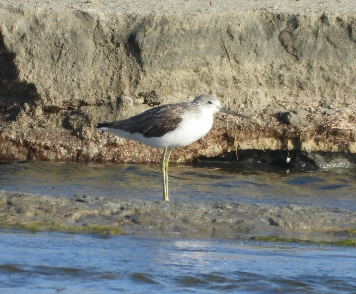 Common Greenshank - ML615423611