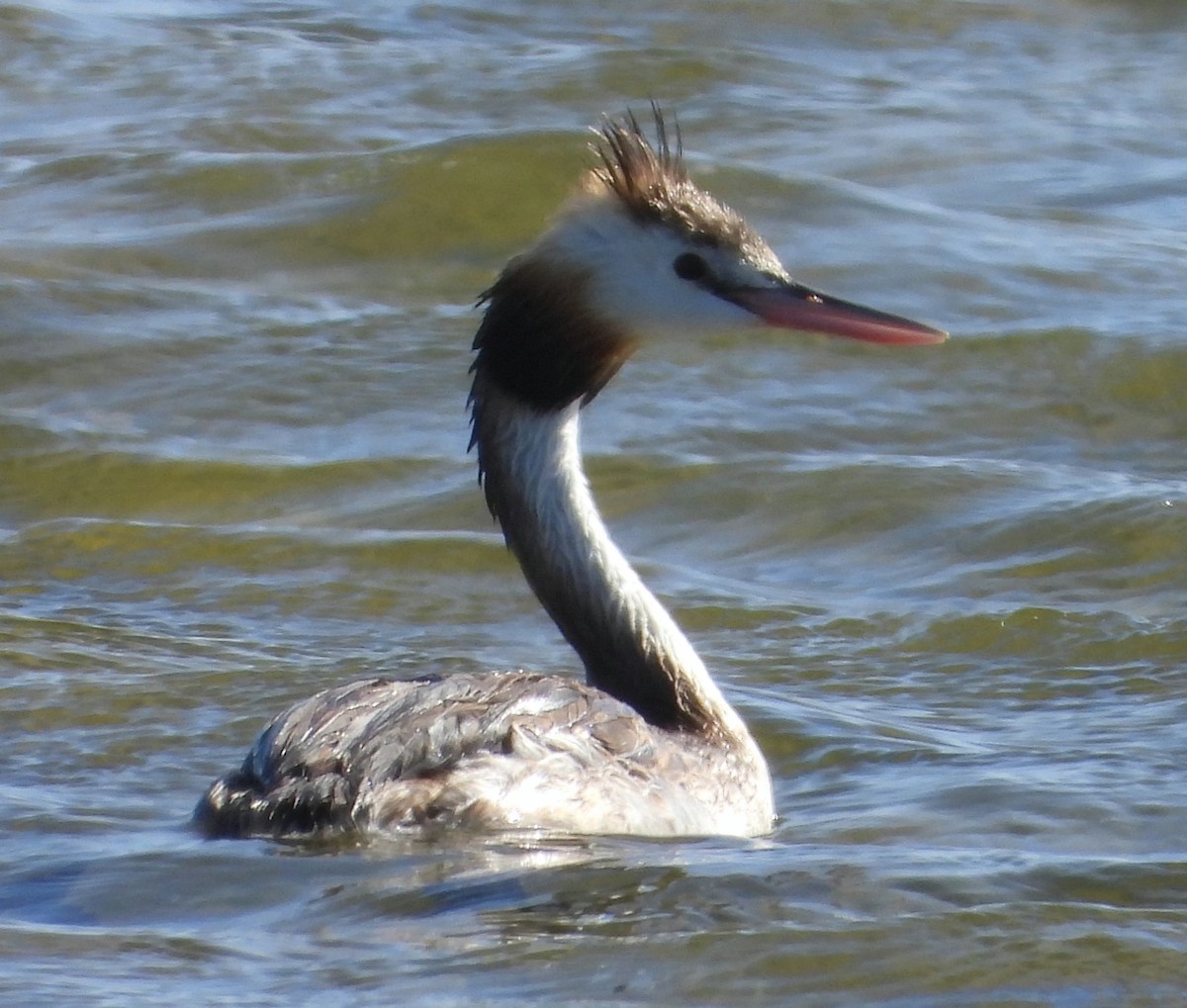 Great Crested Grebe - ML615423616