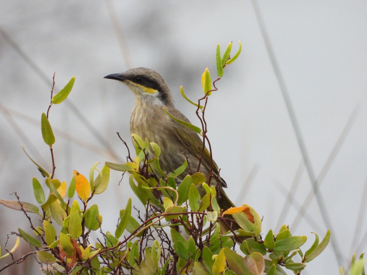 Singing Honeyeater - ML615423619