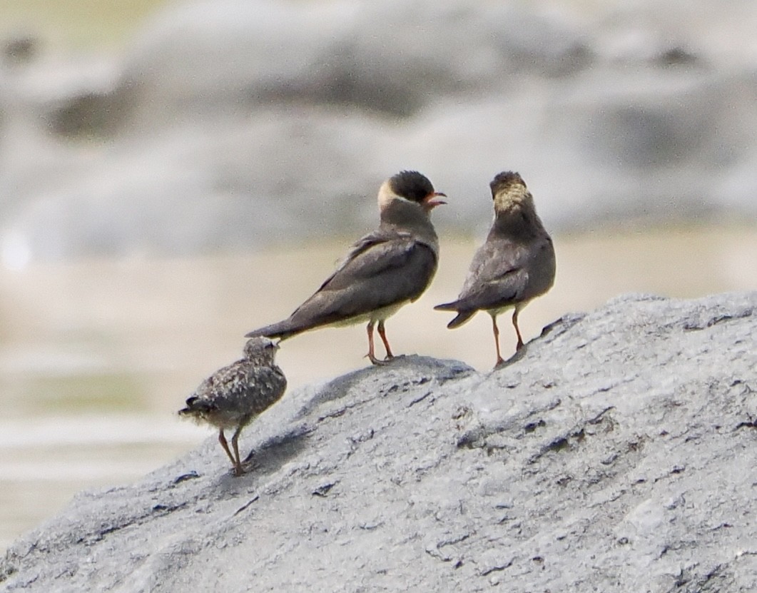 Rock Pratincole - ML615423703