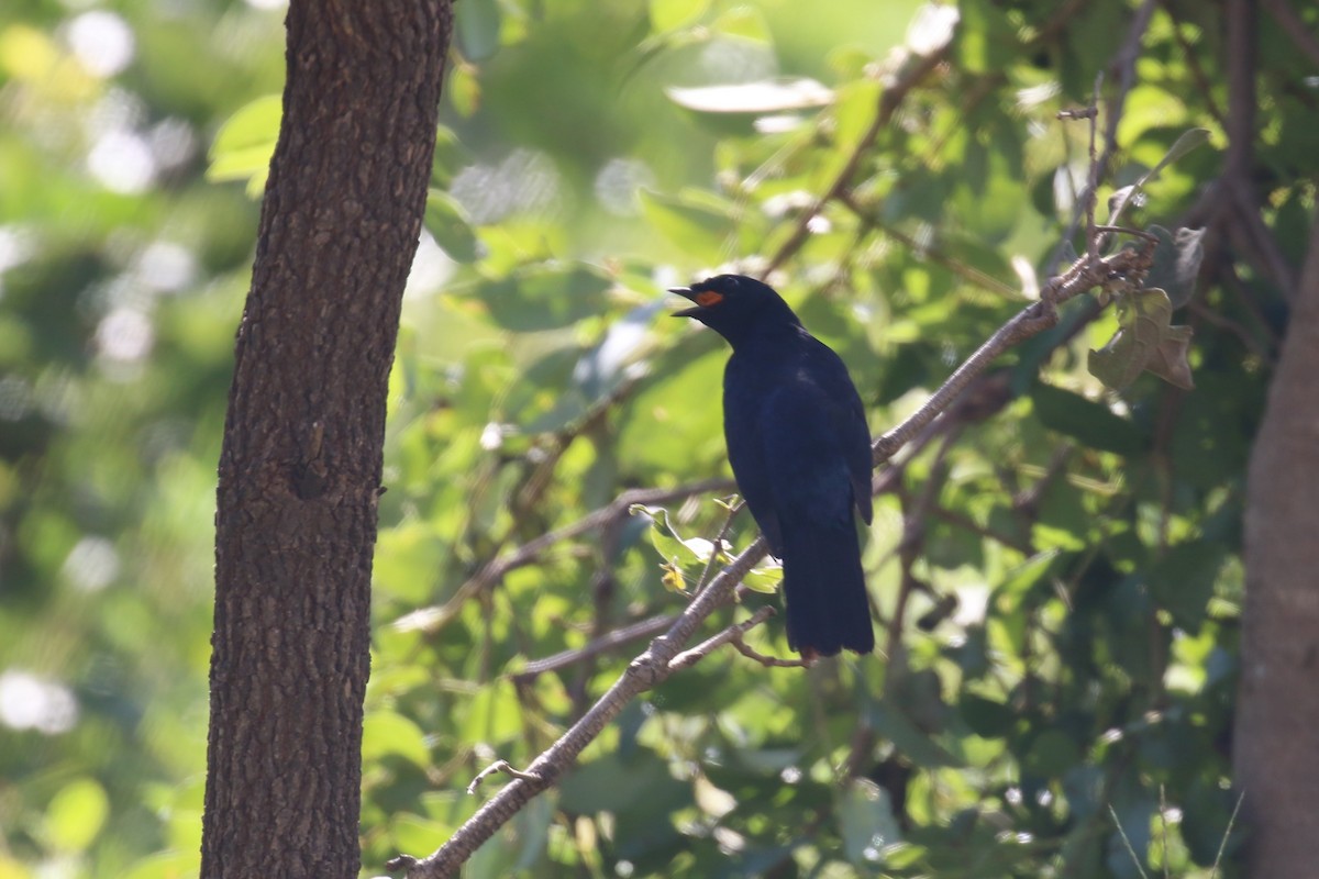 Purple-throated Cuckooshrike - ML615423709