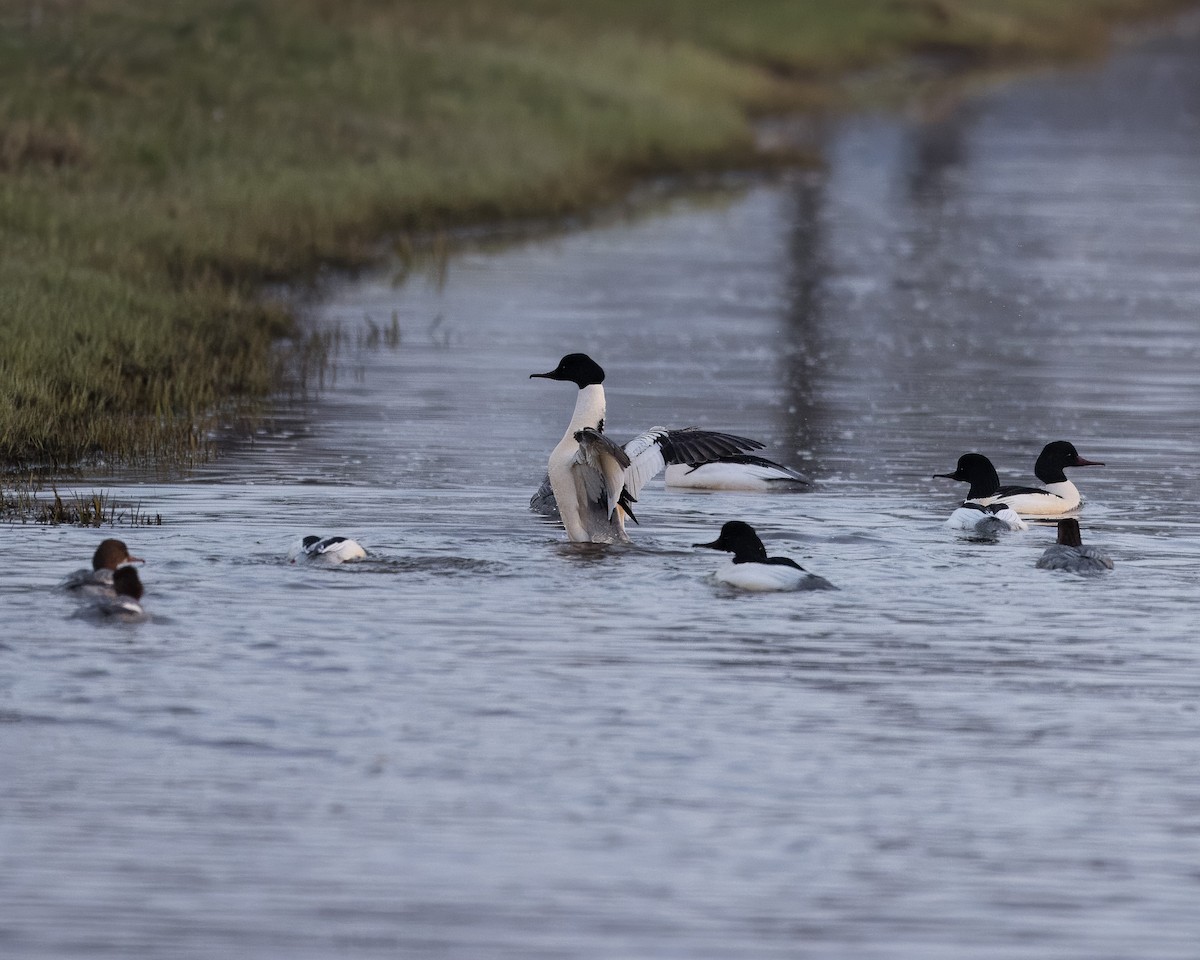 Common Merganser - Carsten Schwegmann