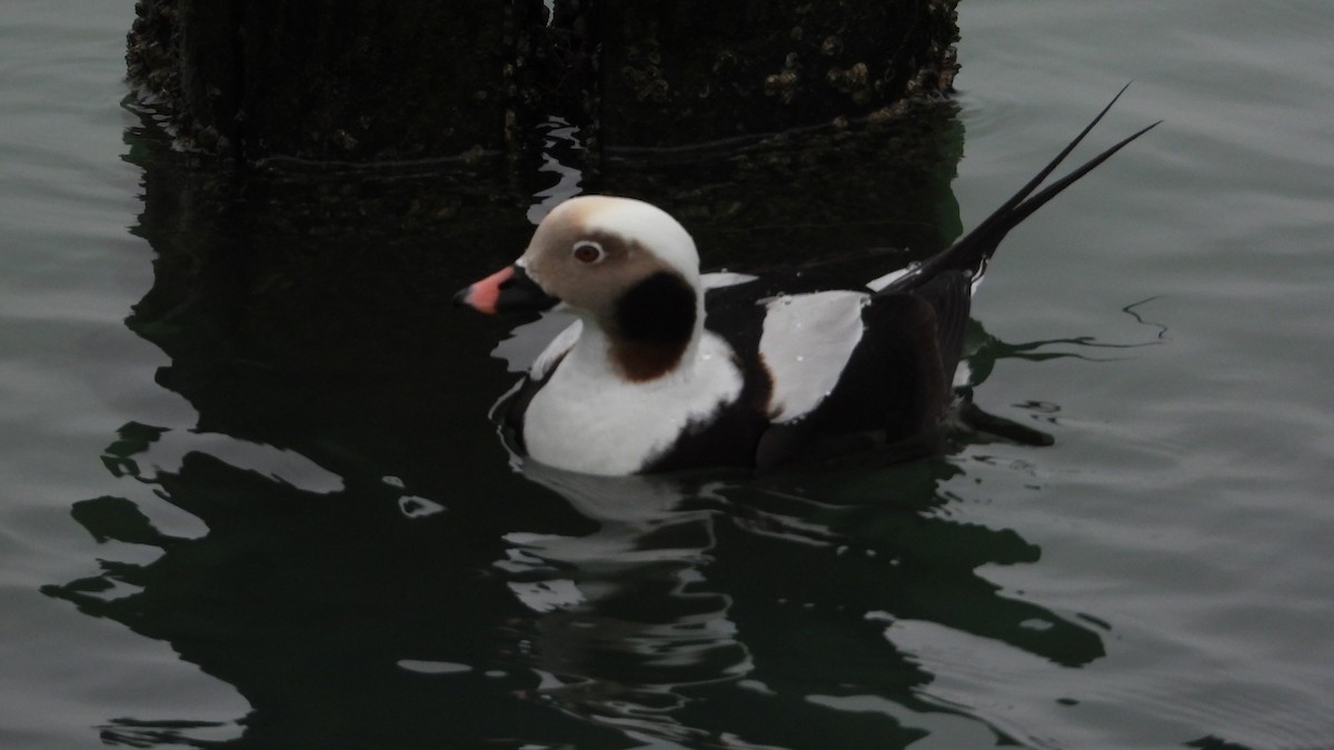 Long-tailed Duck - ML615423743