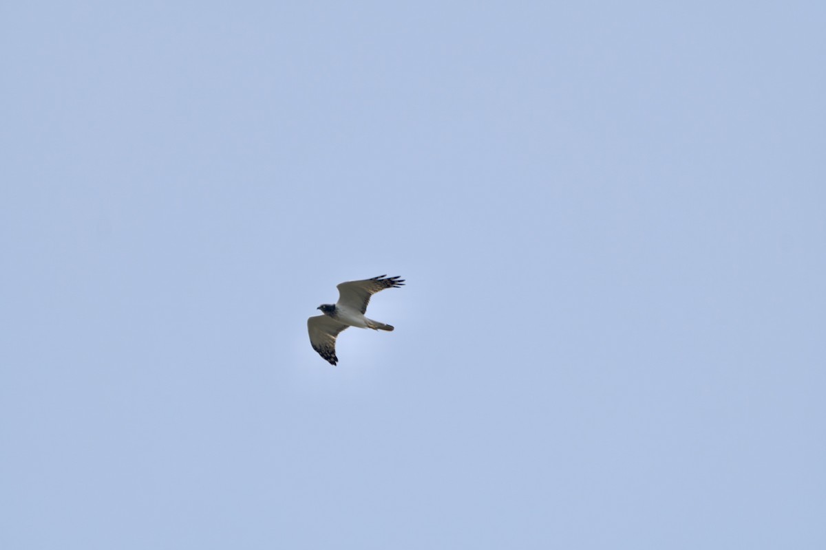 Eastern Marsh Harrier - ML615423763