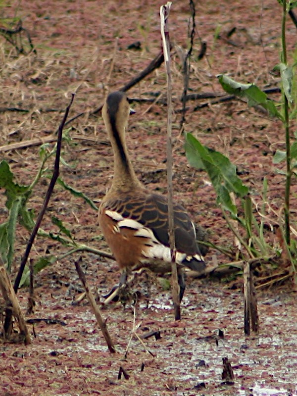 Dendrocygne à lunules - ML615423791