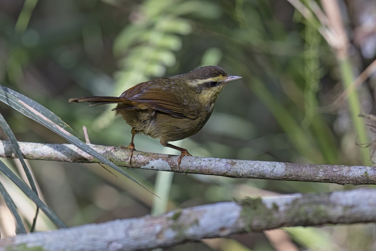 Yellow-browed Oxylabes - ML615423802