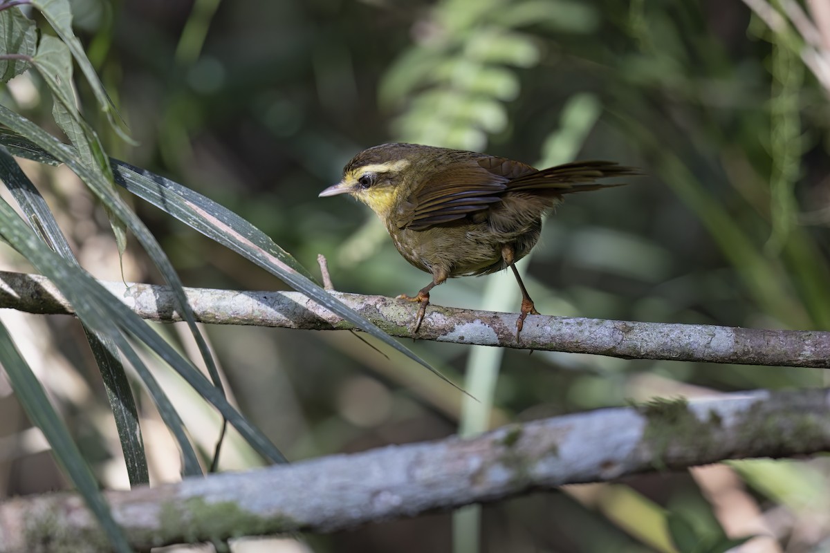 Yellow-browed Oxylabes - ML615423803