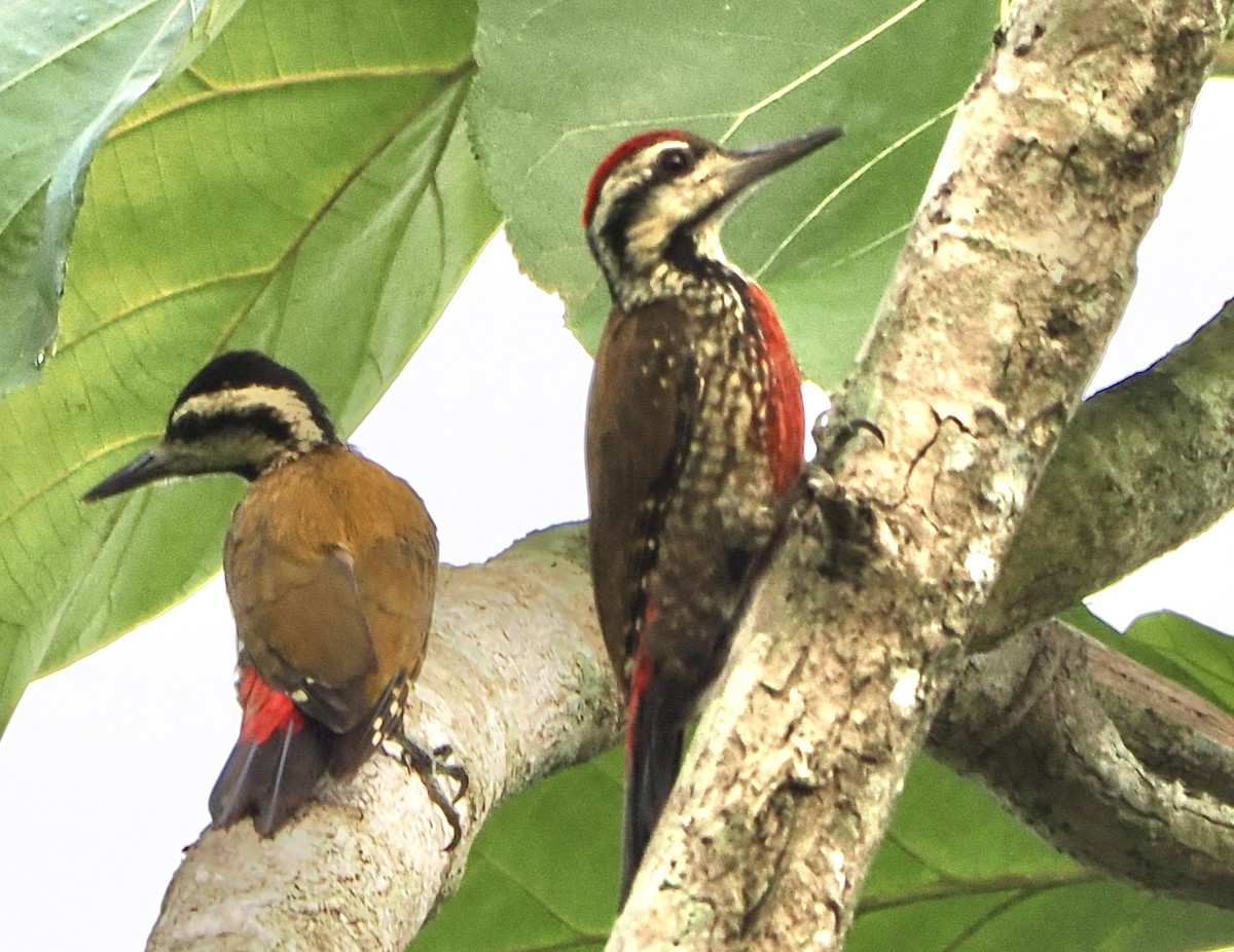 Fire-bellied Woodpecker - ML615423809