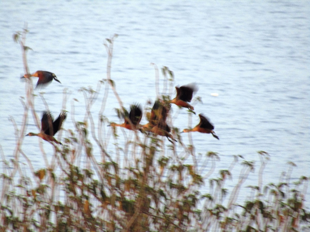 Lesser Whistling-Duck - ML615423851