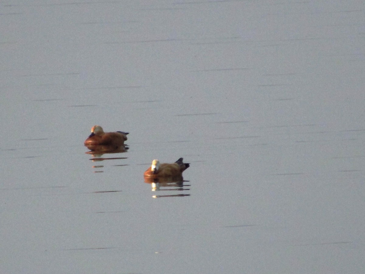 Ruddy Shelduck - ML615423860