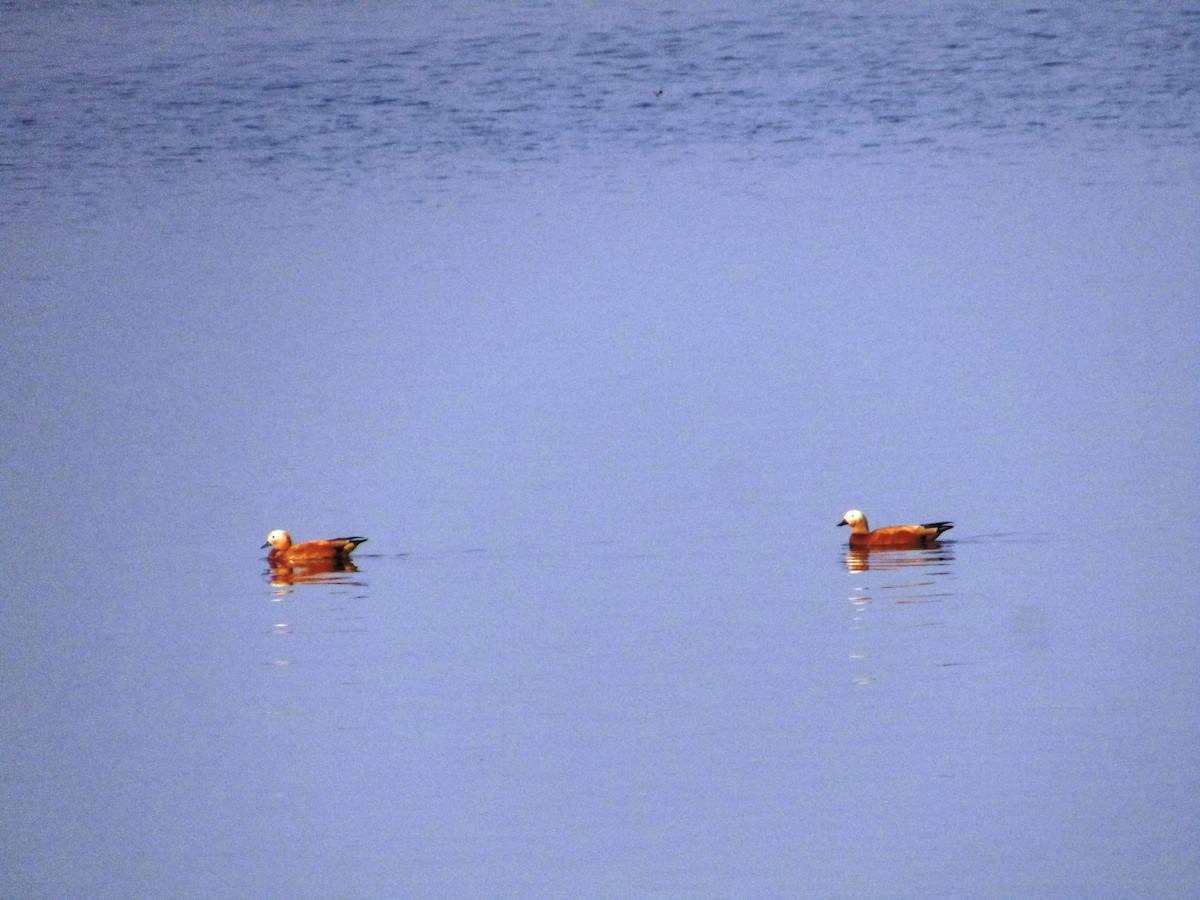 Ruddy Shelduck - ML615423861