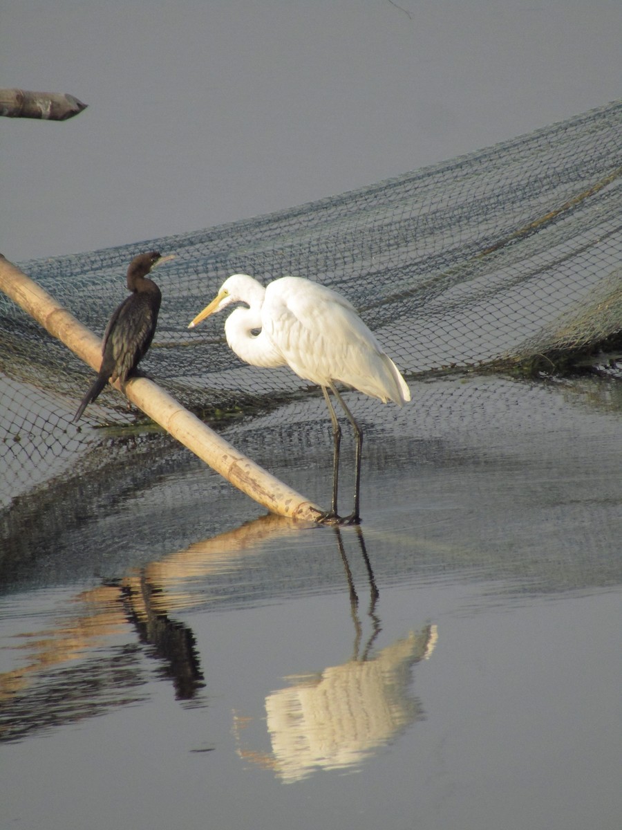 Little Cormorant - ML615424004