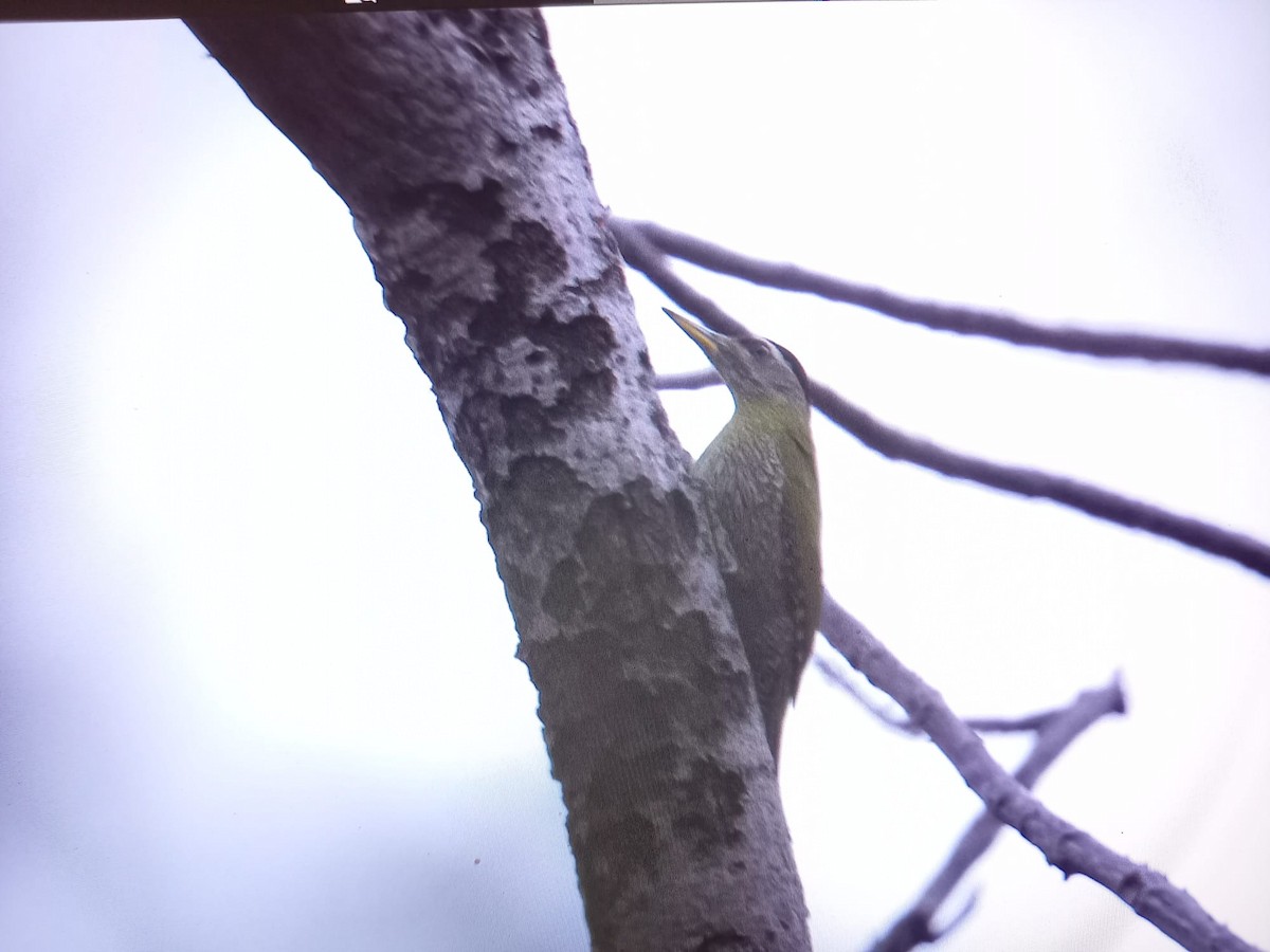 Streak-throated Woodpecker - ML615424016