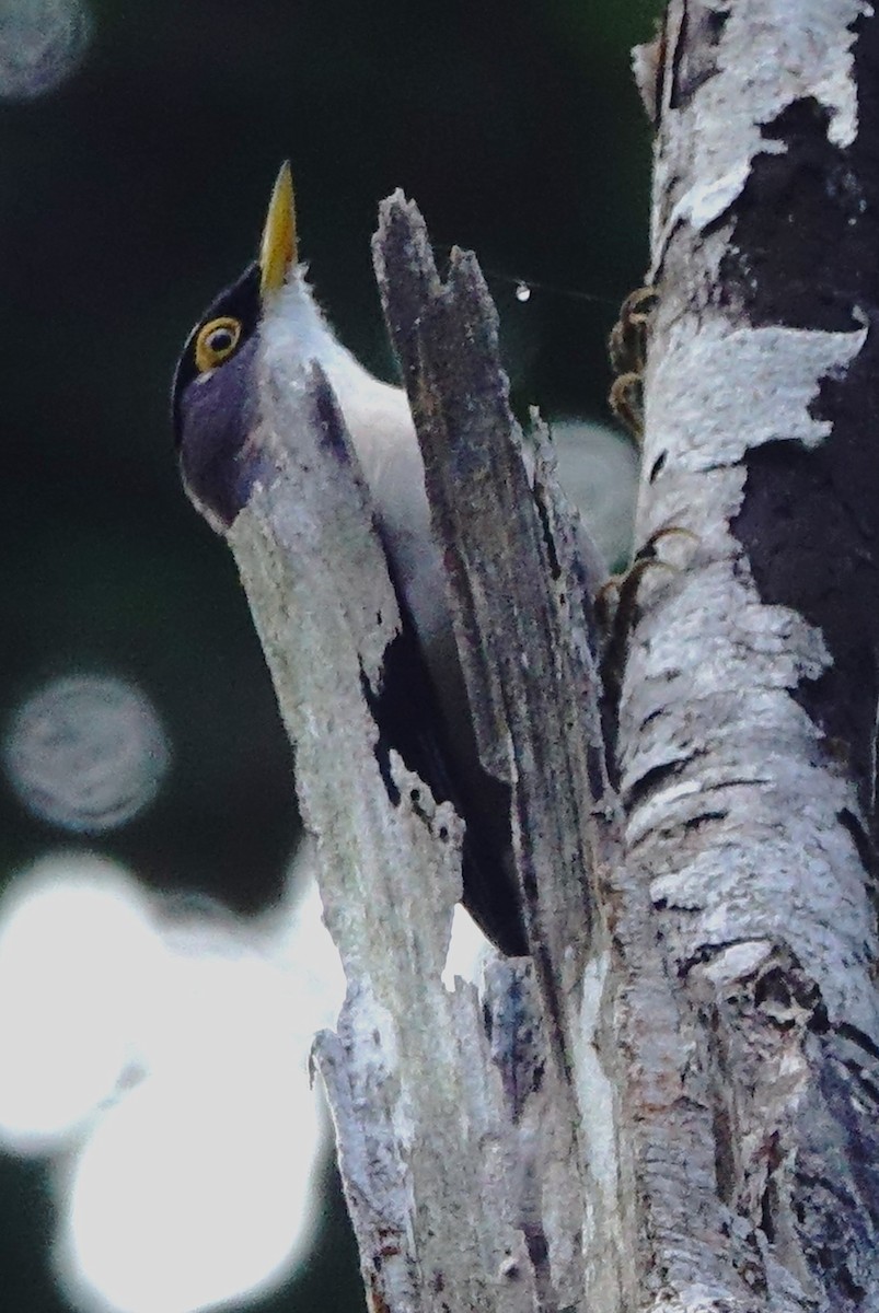 Yellow-billed Nuthatch - John Clark