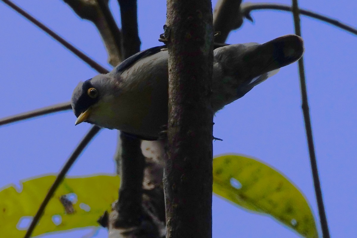 Yellow-billed Nuthatch - John Clark