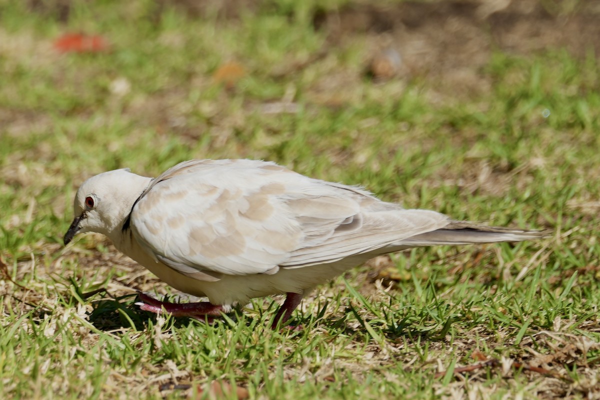 African Collared-Dove - ML615424058