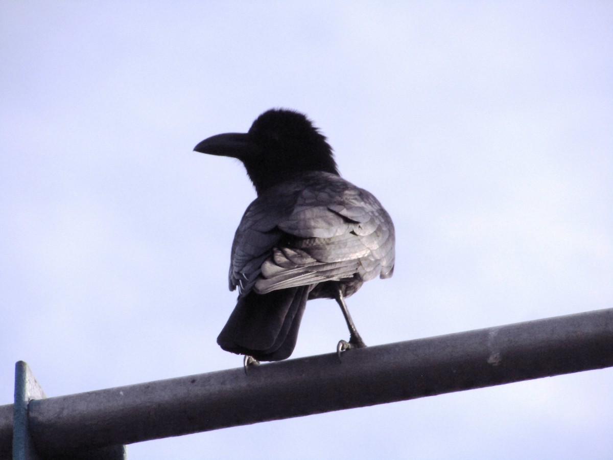 Large-billed Crow - ML615424102