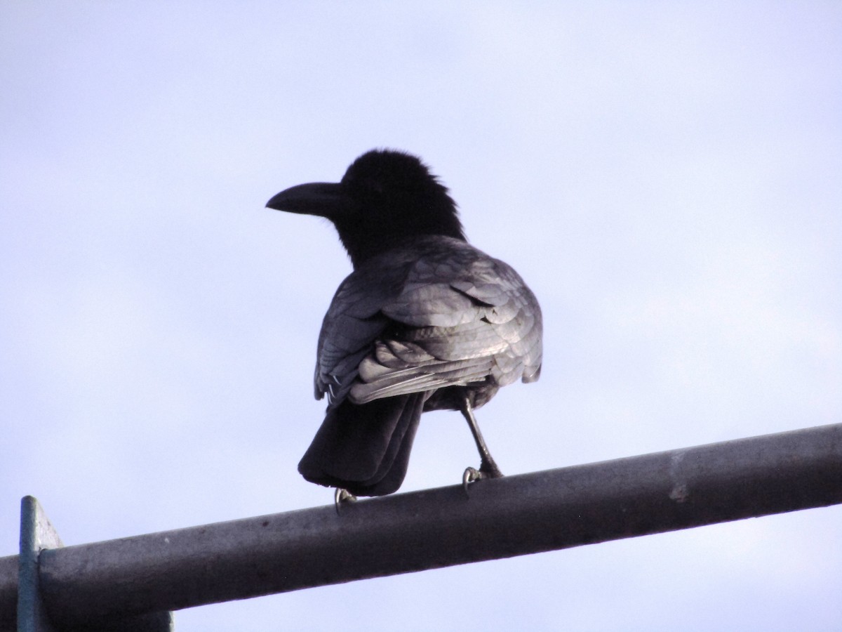 Corbeau à gros bec - ML615424102