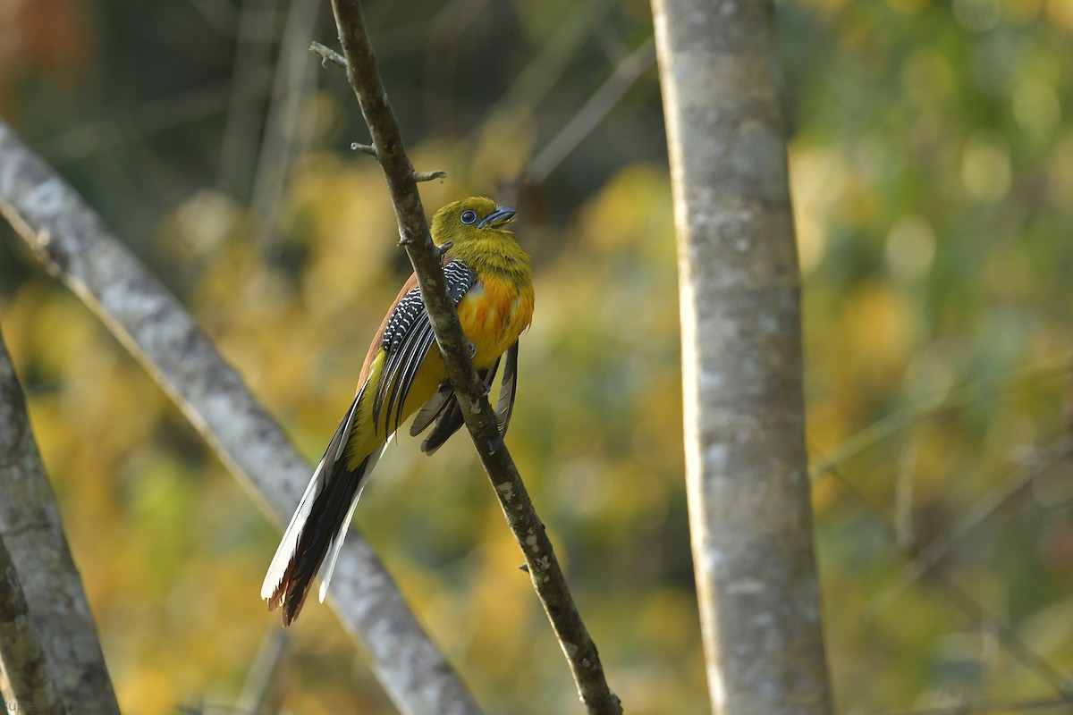 Orange-breasted Trogon - Supaporn Teamwong