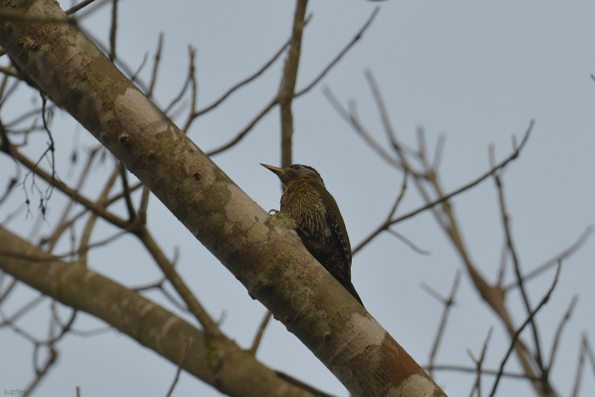 Streak-breasted Woodpecker - Supaporn Teamwong