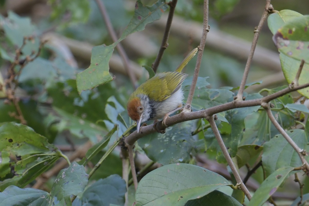 Dark-necked Tailorbird - Supaporn Teamwong