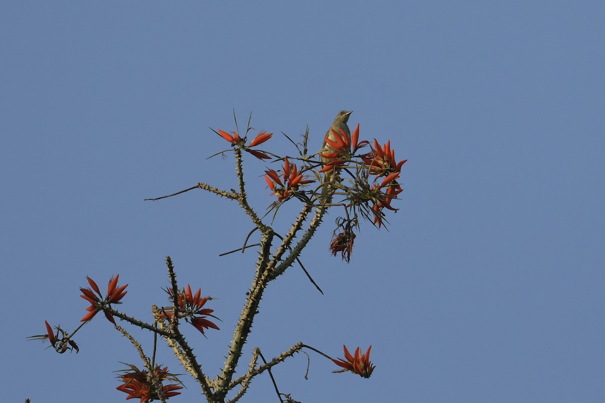 Streak-eared Bulbul - Supaporn Teamwong